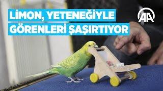 Limon yeteneğiyle görenleri şaşırtıyor