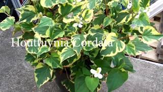 London Gardening - Houttuynia Cordata Feature