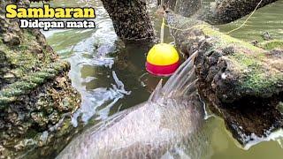 Sambaran keras mancing ikan kakap putih di depan mata Mancing kakap putih umpan udang hidup