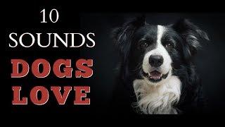 10 Sounds Dogs Love To Hear The Most