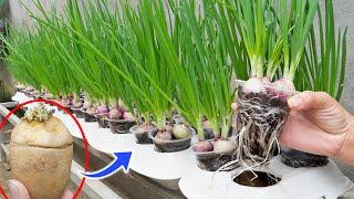 Miraculous not everyone knows how to grow green onions using potatoes