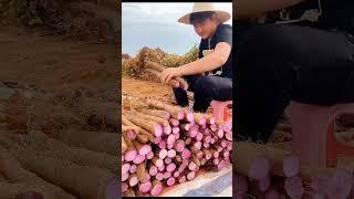 Purple Yam Harvest  #satisfying #short