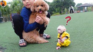 Monkey KuKu Parky reacts when meeting a strange dog in the park