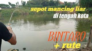 SEPOT MANCING LIAR DI TENGAH KOTA BINTARO