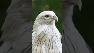 WildLife 44 Beautiful white eagles