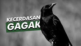 Dianggap Menyeramkan Padahal Sangat Cerdas  Burung Gagak