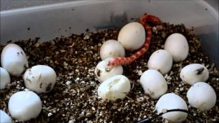 Corn Snake Hatching New born corn snake emerges from its egg for the first time