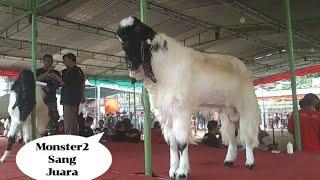 Kontes kambing kaligesing 2019