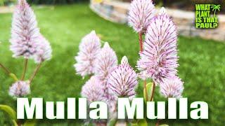 Ptilotus exaltatus Joey Mulla Mulla  Herbaceous perennial  Flowers in summer