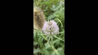 Common teasel Dipsacus fullonum