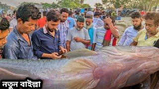 পদ্মার নতুন পানির নতুন মাছের দাম বড় বড় বাইল্লা মাছের নিলাম দেখুন। today fish market video  Dohar