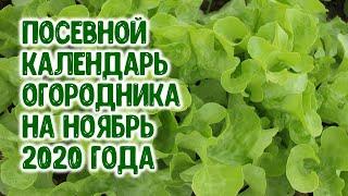 Лунный посевной календарь огородника на ноябрь 2020 года. Агрогороскоп агропрогноз