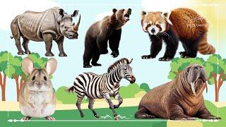 Amazing Familiar Animals Playing Sound Rhinoceros Bear Red Panda Hamster Zebra & Walrus