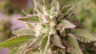 Harvesting Bruce Banner Cannabis Plant ️