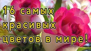  Самые красивые цветы в мире 