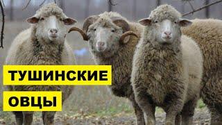 Разведение овец Тушинской породы как бизнес идея  Овцеводство  Тушинские овцы