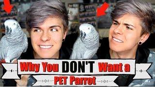 4 Reasons You DONT Want a Pet Parrot *MUST WATCH*