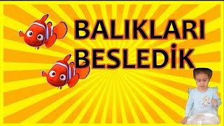 İpek Lina Balıklara Yemek Verdi. Eğlenceli Çocuk Videosu..