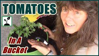 How To Grow Tomatoes In Buckets  Bucket Gardening 