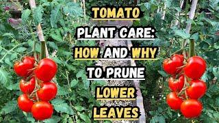 Tomato Plant Care How and Why to Prune Lower Leaves ️ #tomato #tomatoes #gardening #gardeningtips