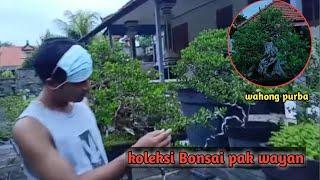 Review koleksi bonsai pak yan# sambil mengantar bos beli bahan bonsai# ada wahong purba