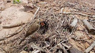 #Ep5African pipit birds Raise her baby in the nest  Review Bird Nest 