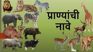 जंगली प्राण्यांची नावे  in Marathi Learn birds names in Marathi with English  Learning For Kids