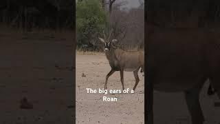 The BIG ears of a Roan