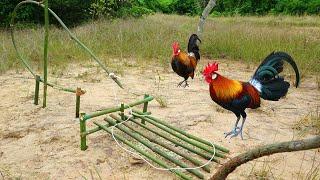 Build Simple Unique Wild Chicken Trap Make From Bamboo - How To Make Easy Wild Chicken Trap