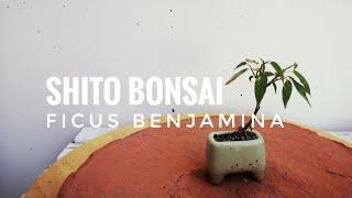 Shito Bonsai Ficus benjamina - #PLANTHUNTER