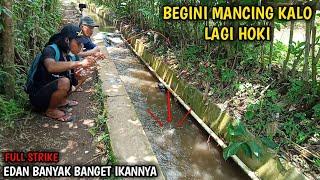 Full Strike.. Gara-Gara Mancing Pake Umpan Ini  Mancing Ikan Nilem Di Selokan