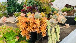 Heres a rustic-themed succulent garden to inspire you