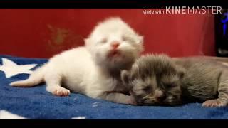 DAY 3  PERSIAN KITTENS  PERSIAN BABIES GROWING  NEWBORN PERSIAN KITTENS 