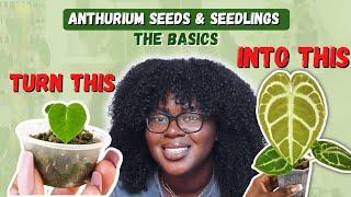 Anthuriums Seeds and Seedlings For Beginners  Basic Care Tips You Need To Know