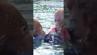 Wild Feast Brown Bears Salmon Buffet”.  #shortsfeed #shortsvideo #shortvideo