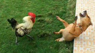 Chicken Wants To Bite Dog - Funny Scared Dogs Reaction  Pets Island