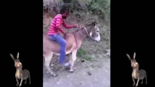 El Burro Moto Broma Buenísima Video Muy Gracioso