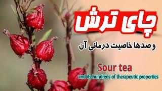 خاصیت چای ترش  مزایای چای ترش  همه چیز در مورد چای ترش