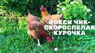 Фокси Чик - скороспелая курочка.