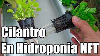 Cilantro en Hidroponía Fácil   Sistema hidropónico NFT Sencillo  Hidroponía  Bananafabric