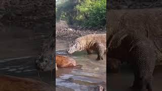 #Komodo Drangons  Besar  Mengerikan Menelan Kambing Di Sungai#