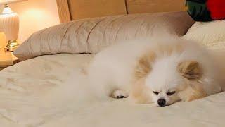 Pomeranian Sleeping Positions Look Adorable and cute