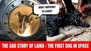 The Story of Laika The First Dog in Space What Happened to Laika