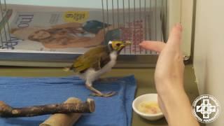 Pip the Blue-faced Honeyeater