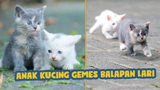 ANAK KUCIGN GEMES BALAPAN LARI