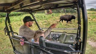 Bison Out Again Peaches Looses Her Calf During Move