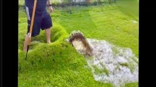 Huge Grass Water Bubble Pimple Gets Popped And Then This Happens...