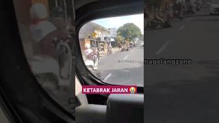 hidup lagi capek capek nya malah lihat orang ketabrak kuda 