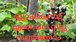 How to Plant and Grow Blackcurrants in the UK - Malayalam