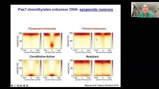 The multistep process of chromatin opening by pioneer factors 15 Dec 2023